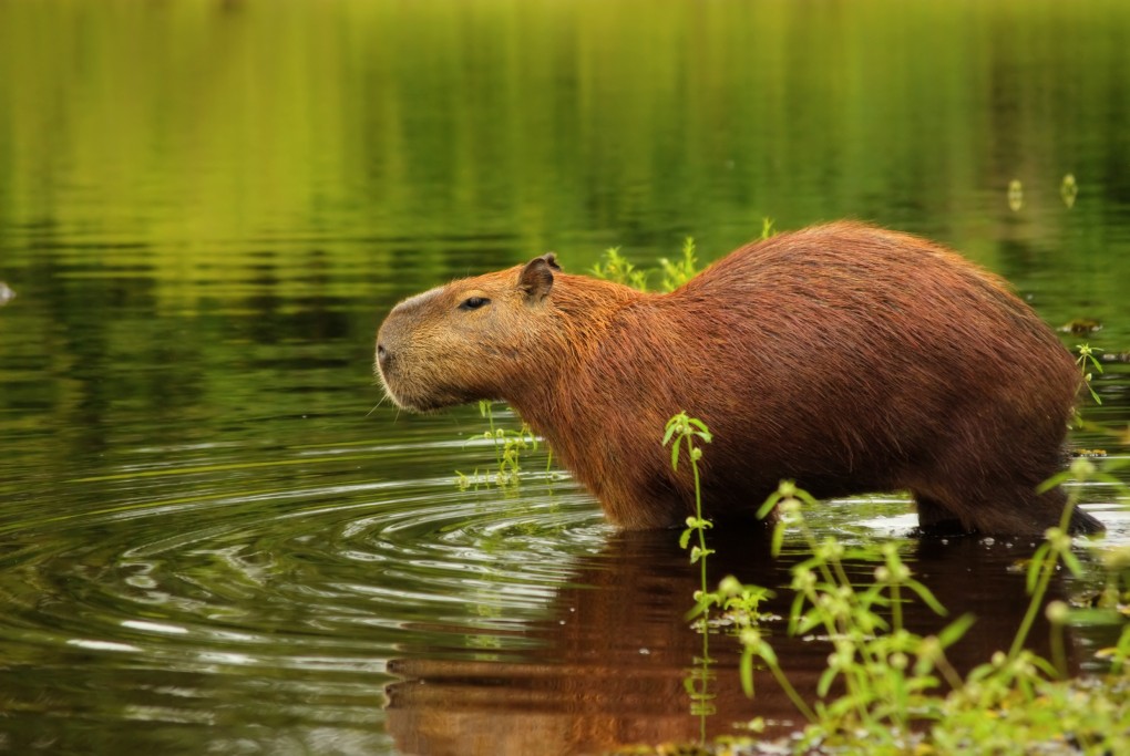 Brazylia Kapibara | Fot. iStock / Johannes Compaan