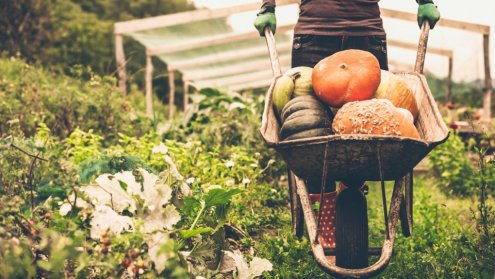 Eko-afery, czyli fakty i mity o ekologicznej żywności