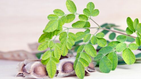 moringa