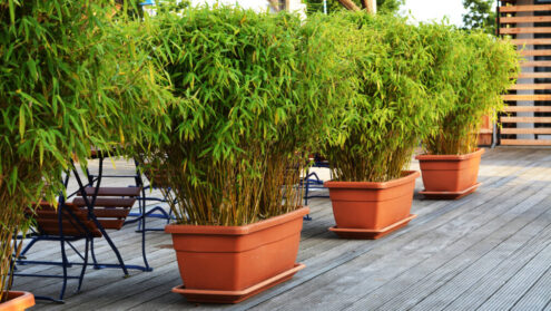 Bambus - ogrodowy, w doniczce, na balkon i w domu