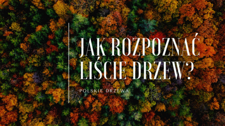 Liście drzew w Polsce - nazwy, zdjęcia, cechy