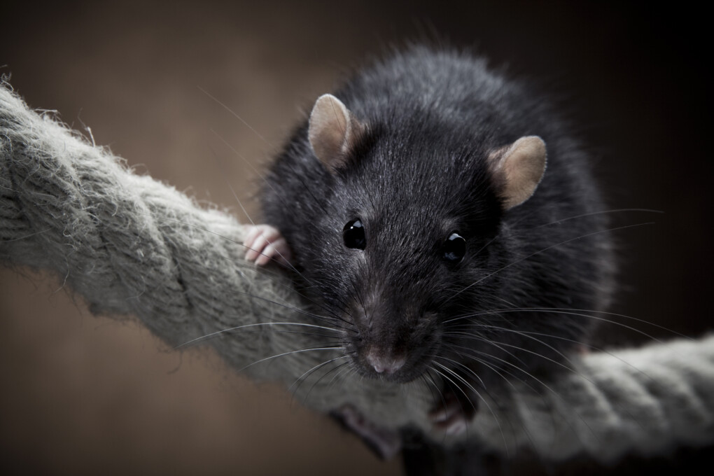 Szczury domowe (hodowlane) - rasy, opieka, klatka