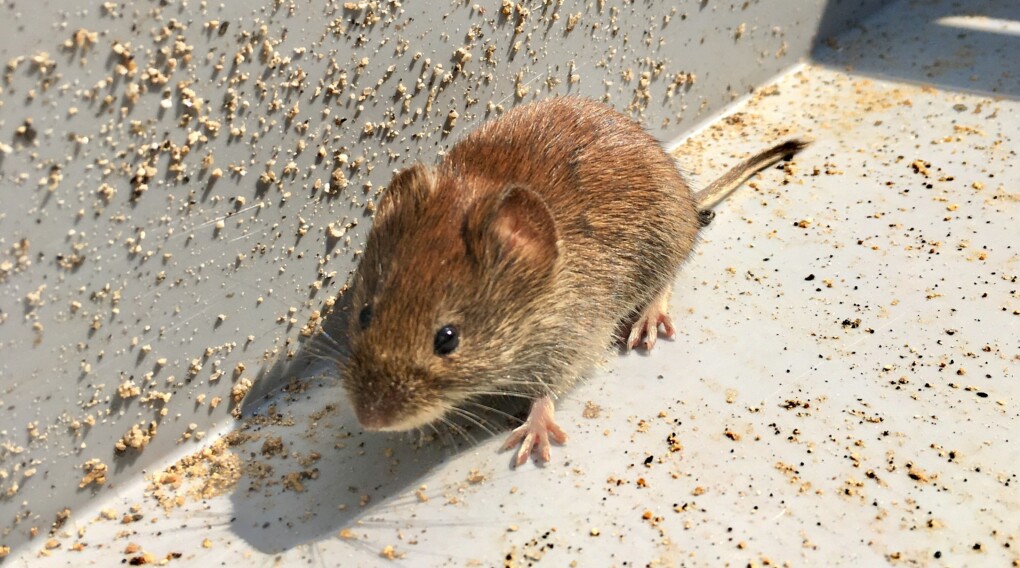 Mysz - domowa, polna, leśna. Jak się pozbyć myszy z domu?