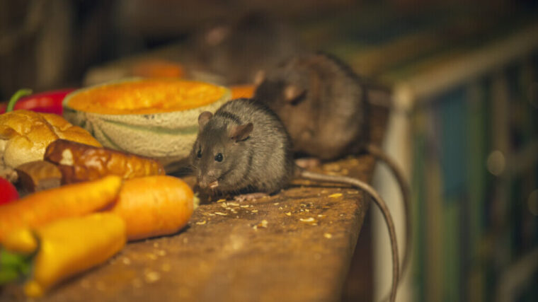 Szczury - jakie niosą zagrożenie i jak usunąć je z domu