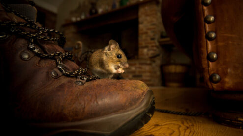 Mysz - domowa, polna, leśna. Jak się pozbyć myszy z domu?