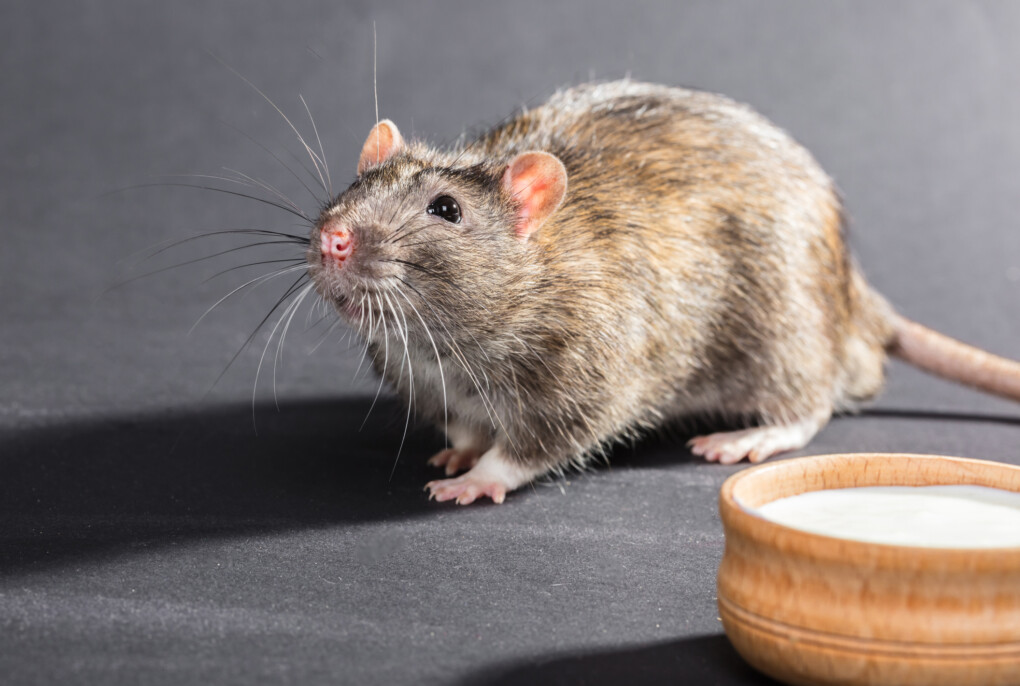 Szczury - jakie niosą zagrożenie i jak usunąć je z domu