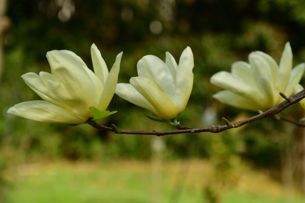 Magnolia - krzew, drzewo, odmiany, pielęgnacja, Susan, Genie