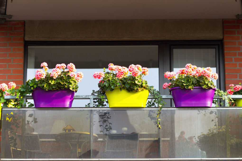 Kwiaty na balkonie wschodnim, zachodnim, północnym, południowym