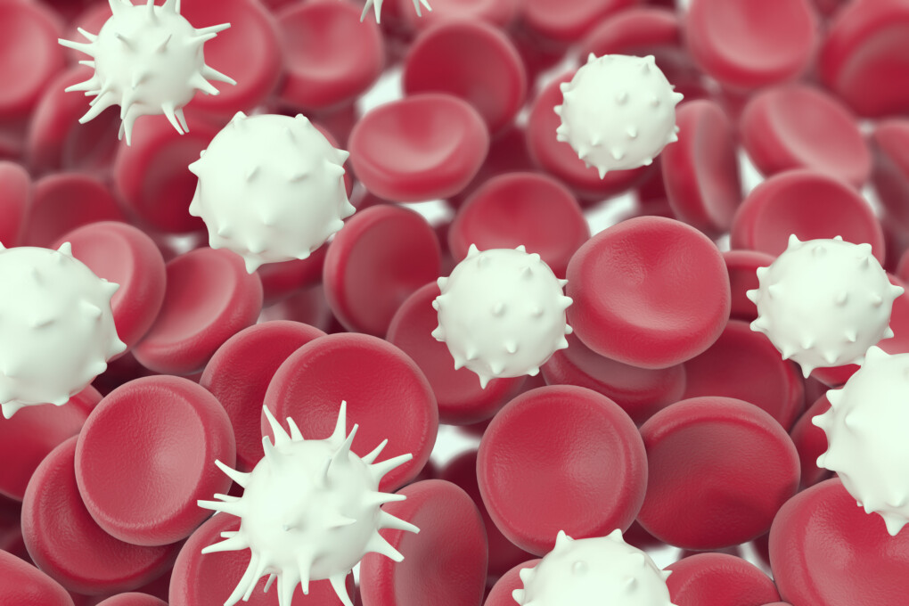 Neutrocyty (neutrofile) - norma, o czym świadczy ich ilość we krwi