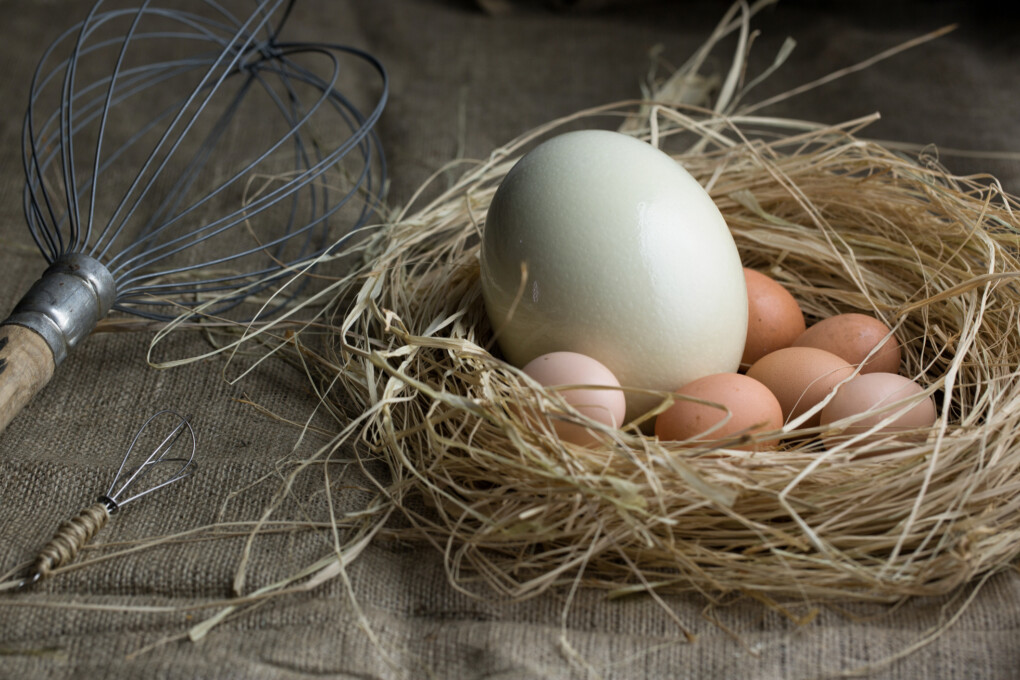 Jajo strusia - ile kosztuje, jajo strusia faszerowane