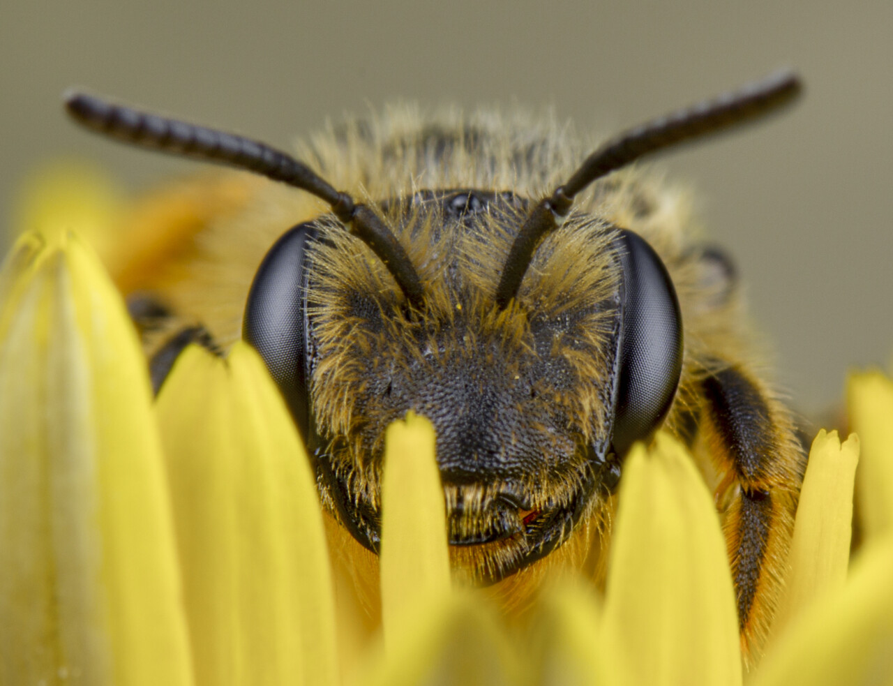 Pszczoły - murarki, miodne, ochrona w ogrodzie