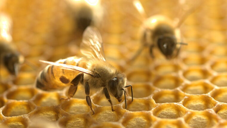 Pszczoły - murarki, miodne, ochrona w ogrodzie