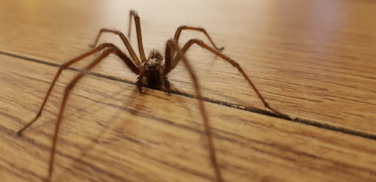 pająki w Polsce, pająki w domu, ugryzienie pająka