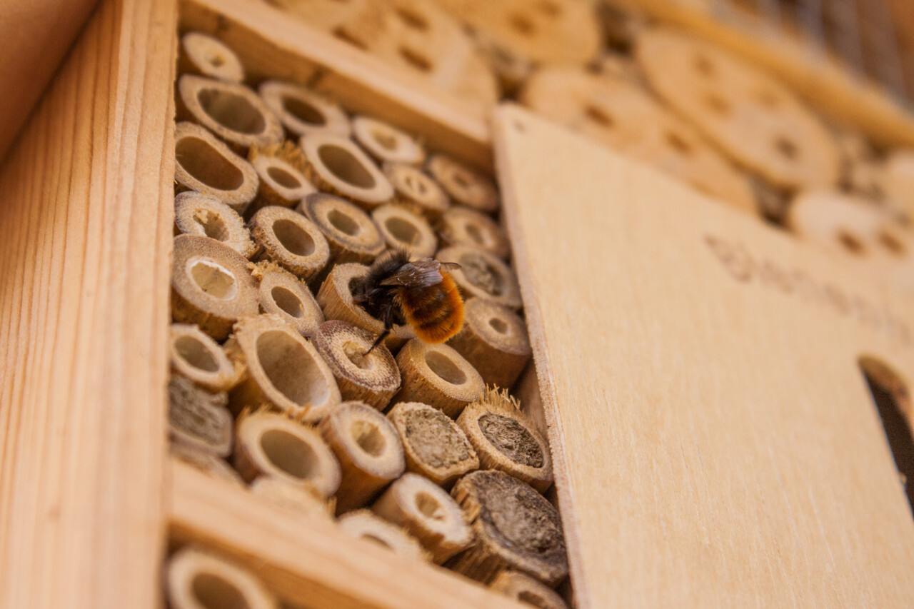 Pszczoły - murarki, miodne, ochrona w ogrodzie 