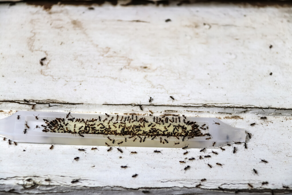 Mrówki - faraonki w domu, sposoby na mrówki