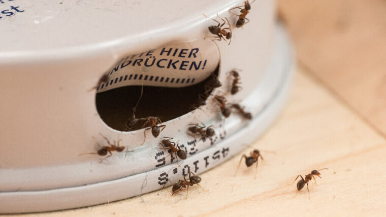 Mrówki - faraonki w domu, sposoby na mrówki