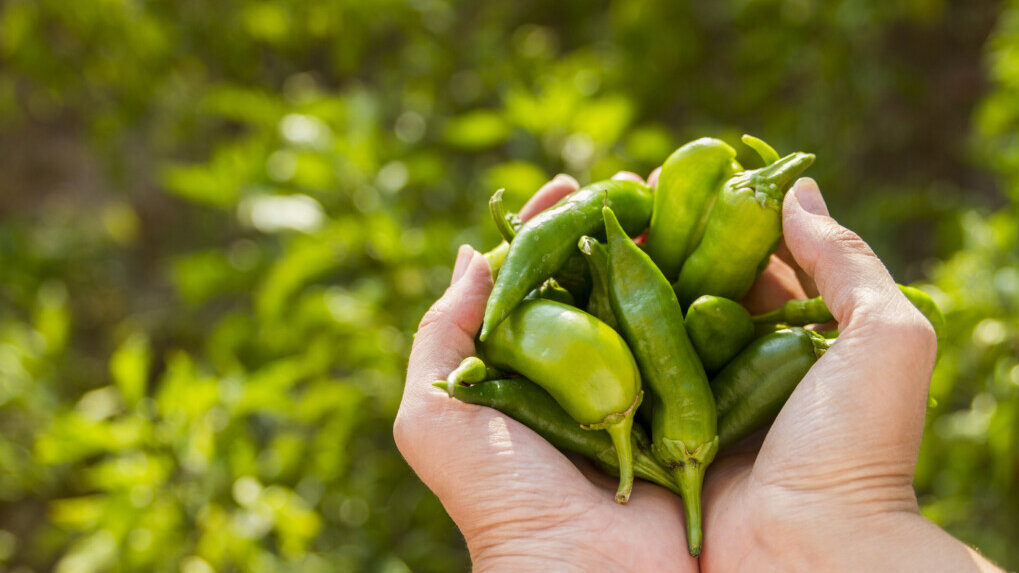 Papryka jalapeno - marynowana, właściwości, przepis, przeciwwskazania