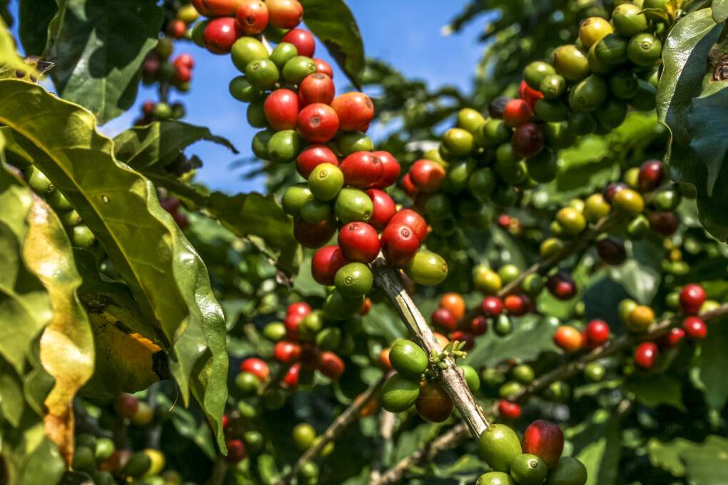Kawa ziarnista - arabika, robusta, rodzaje i właściwości