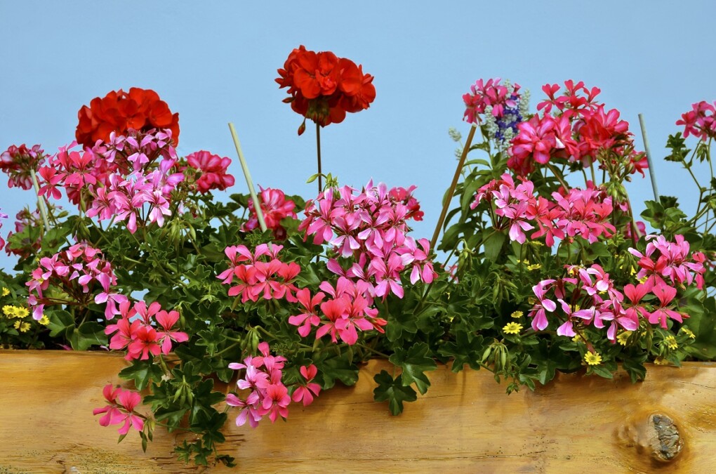 Uprawa kwiatów balkonowych