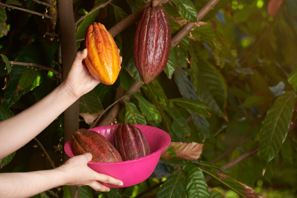 Kakao - wartości odżywcze, właściwości dla zdrowia 