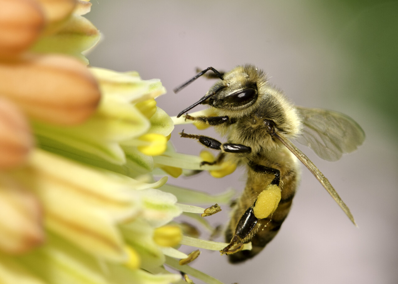 Pyłek pszczeli - właściwości. Jak stosować pyłek kwiatowy