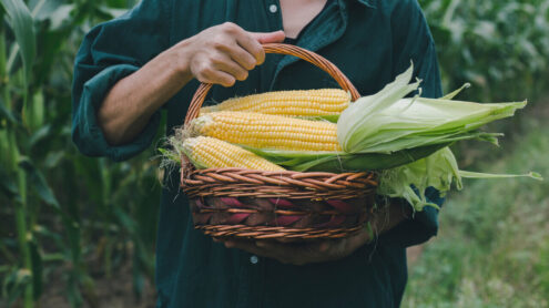 Kukurydza - właściwości dla zdrowia. Jak gotować kukurydzę?