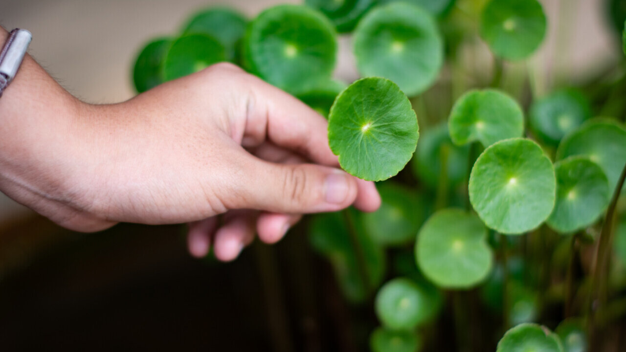 Gotu kola (wąkrota azjatycka)