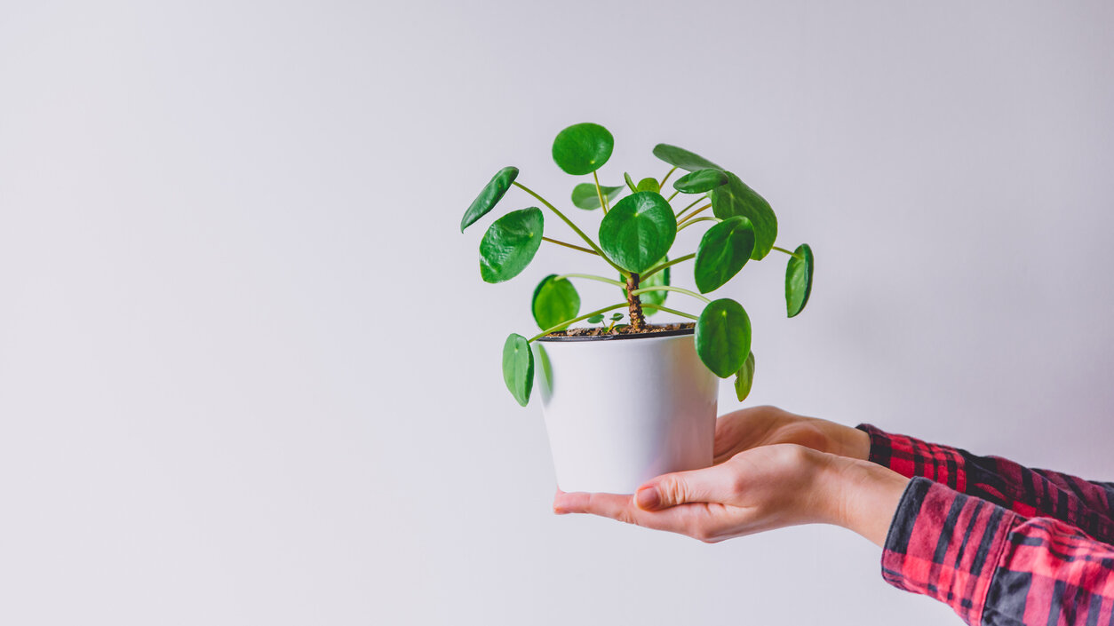 Pieniążek (pilea)