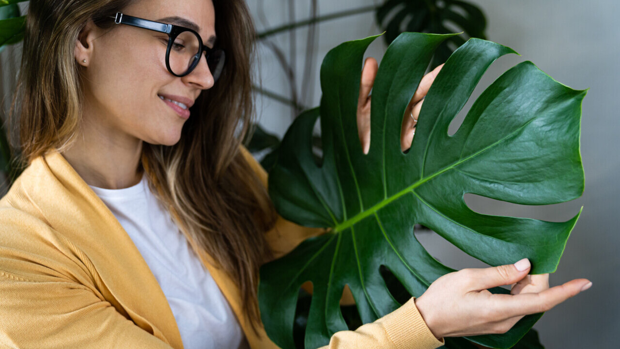 Monstera
