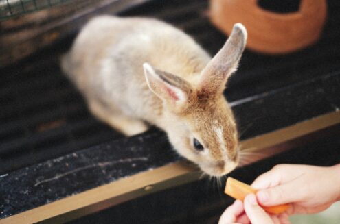 Dobra karma dla królika – jaki ma skład?